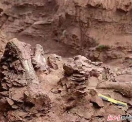 绵阳包含商务伴游带你走进中国恐龙之乡的词条